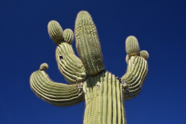 saguaro with personality